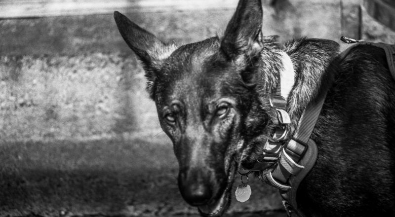 A good girl photographed in Montreal's mile end, photographed using CatLabs 320 film.