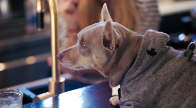 A photograph of my buddy Earl ordering his lunch at La Buvanderie in Montreal's Mile End